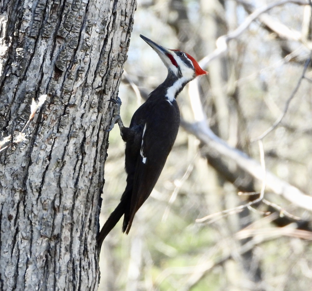 Pileated Woodpecker - John Grossa