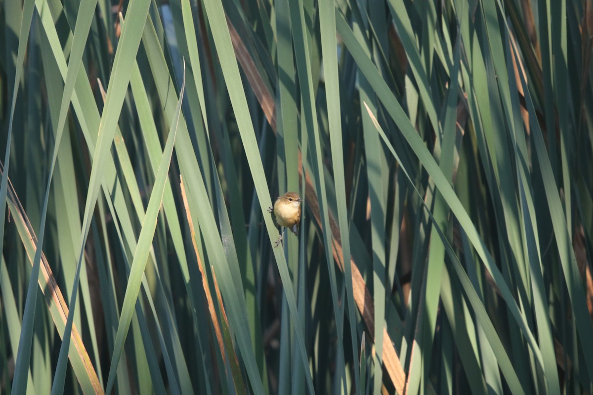 Australian Reed Warbler - ML617395364