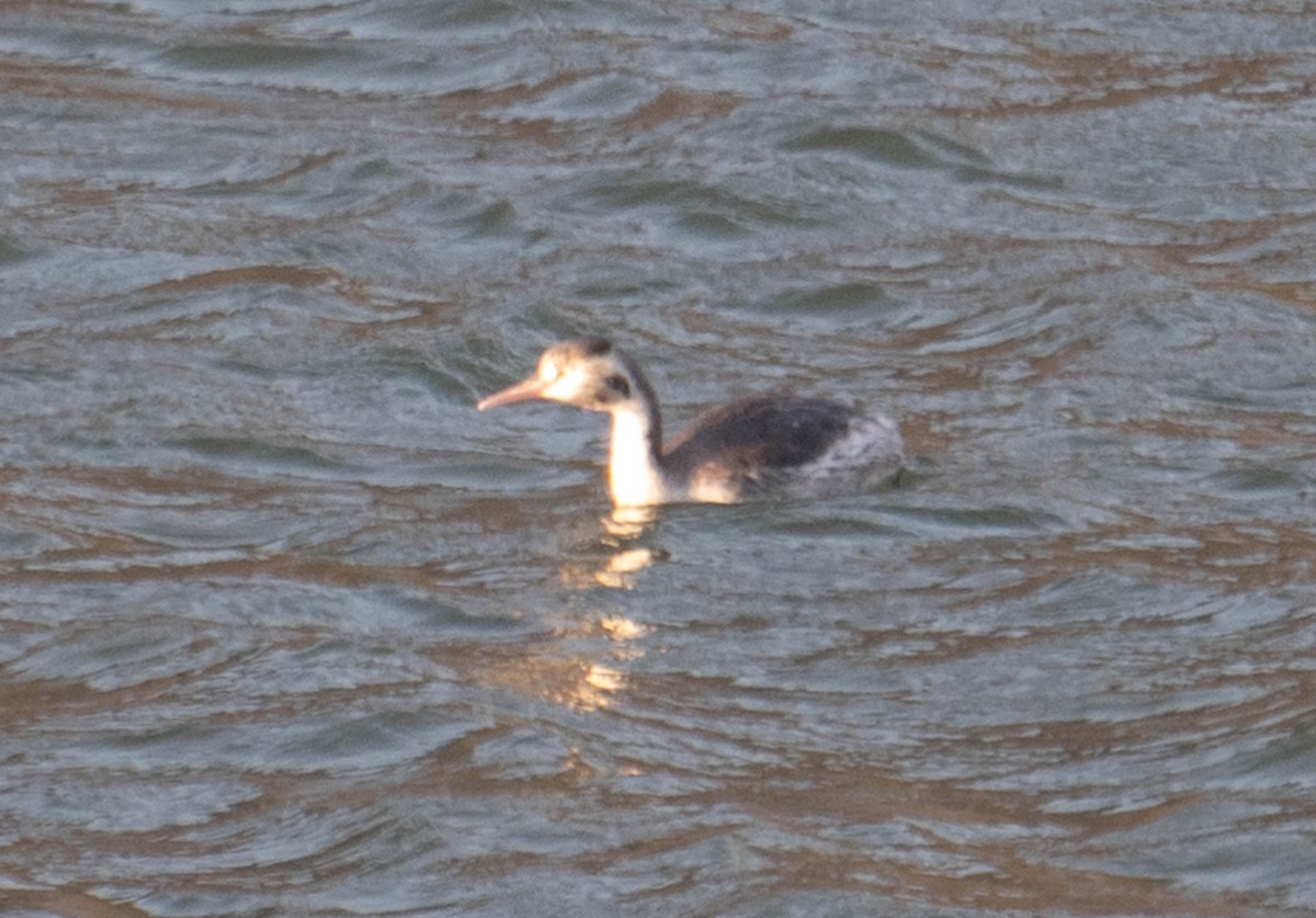 Great Crested Grebe - ML617395424