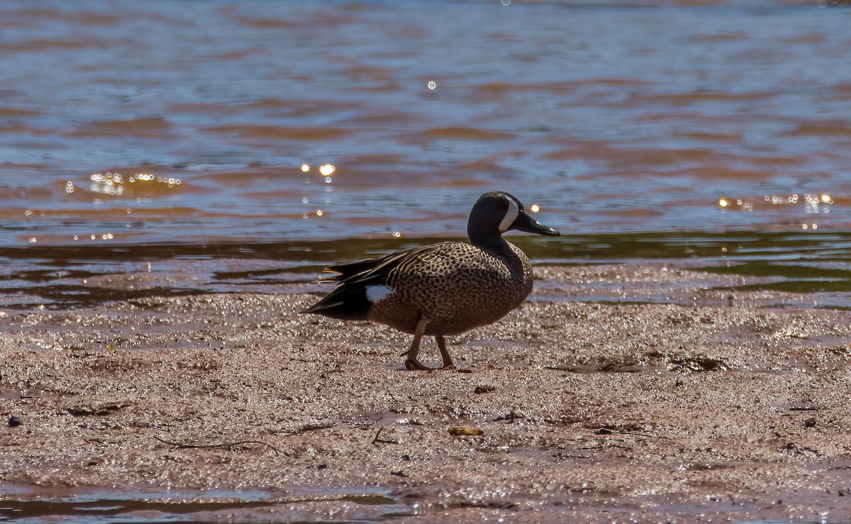 Blue-winged Teal - ML617395435