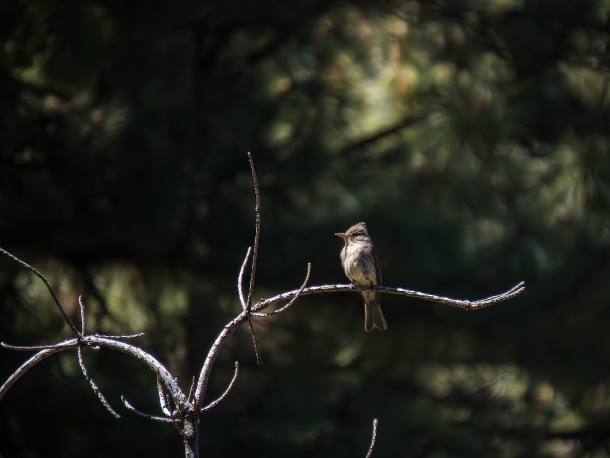 Greater Pewee - ML617395440