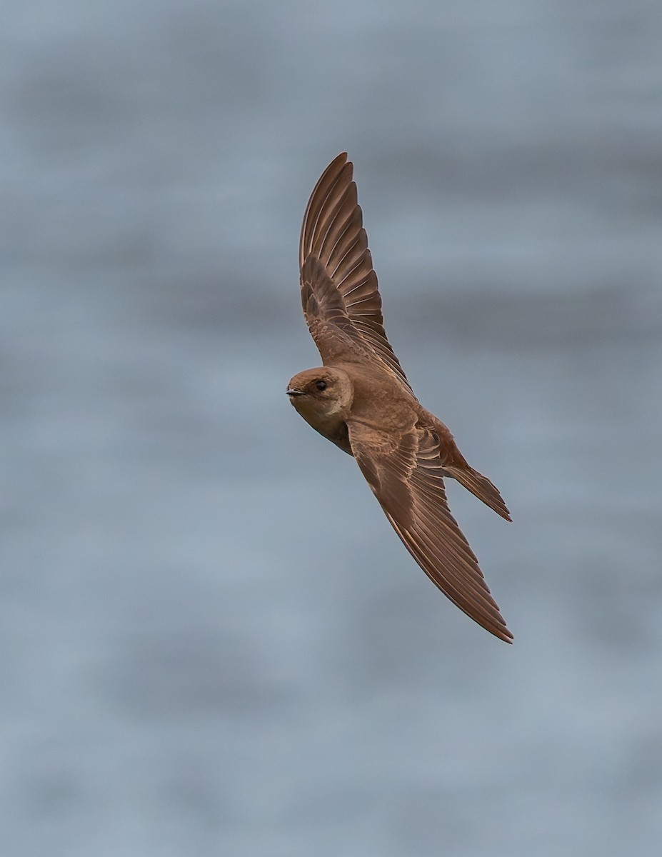 Northern Rough-winged Swallow - ML617395538