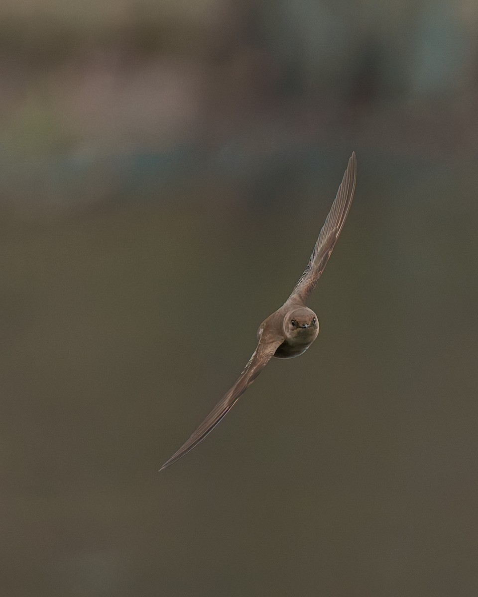 Northern Rough-winged Swallow - Peter Rosario