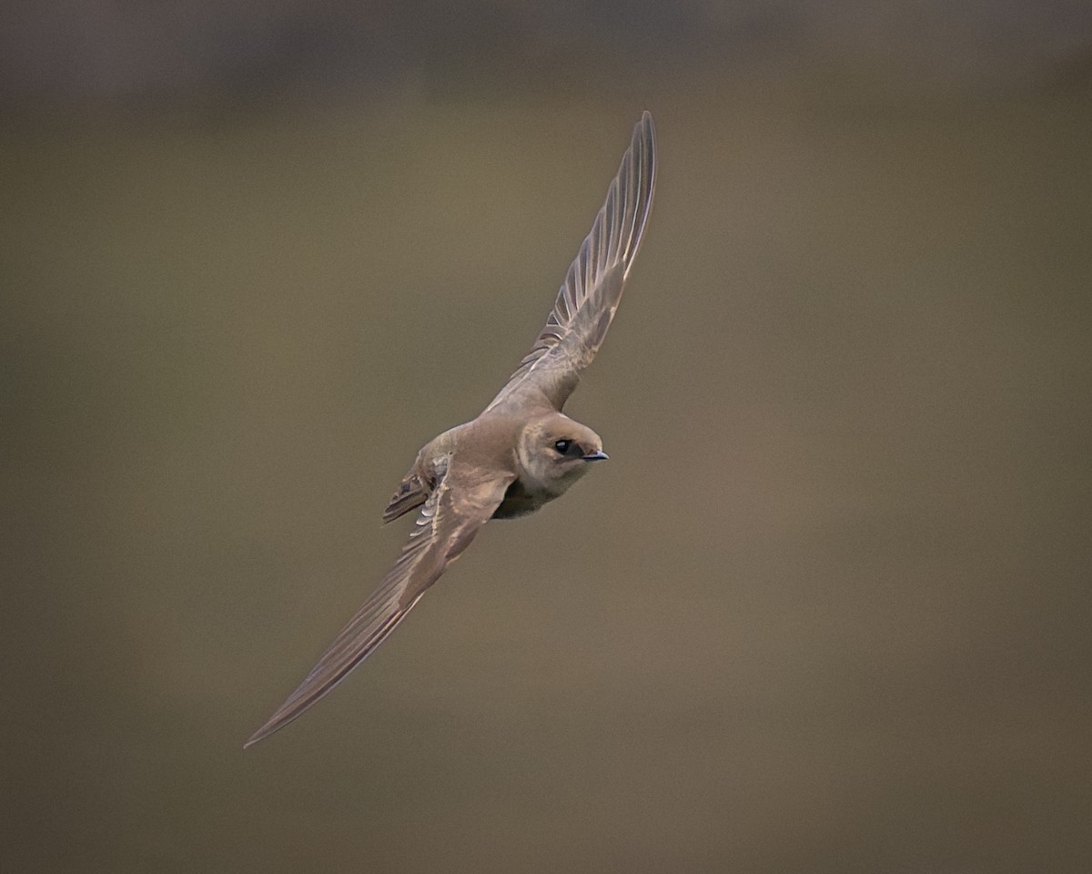 Northern Rough-winged Swallow - ML617395543