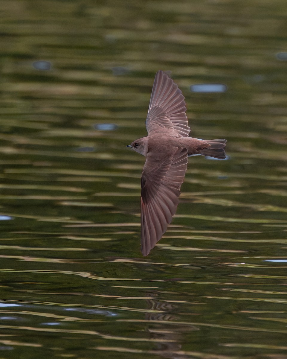Northern Rough-winged Swallow - ML617395545