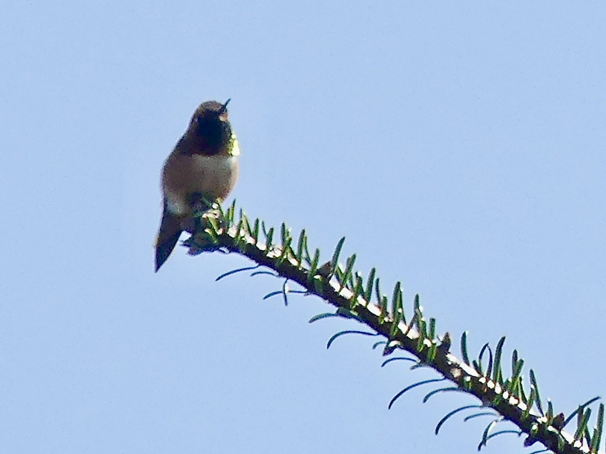 Anna's Hummingbird - ML617395618