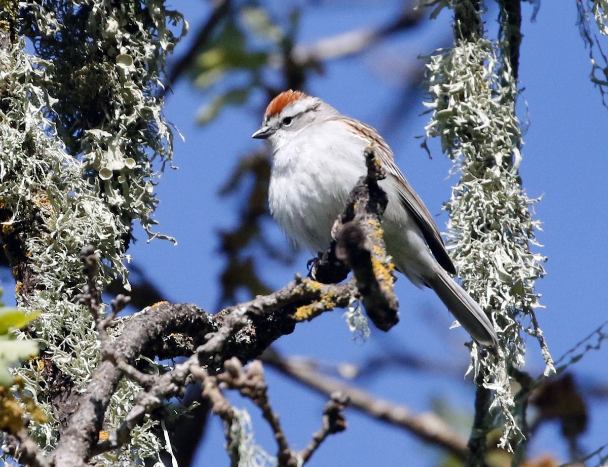 Chipping Sparrow - ML617395636