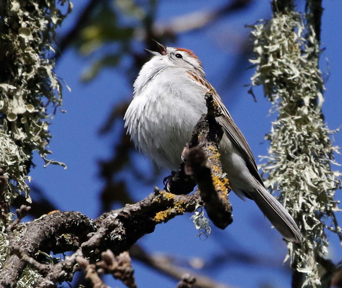 Chipping Sparrow - ML617395643