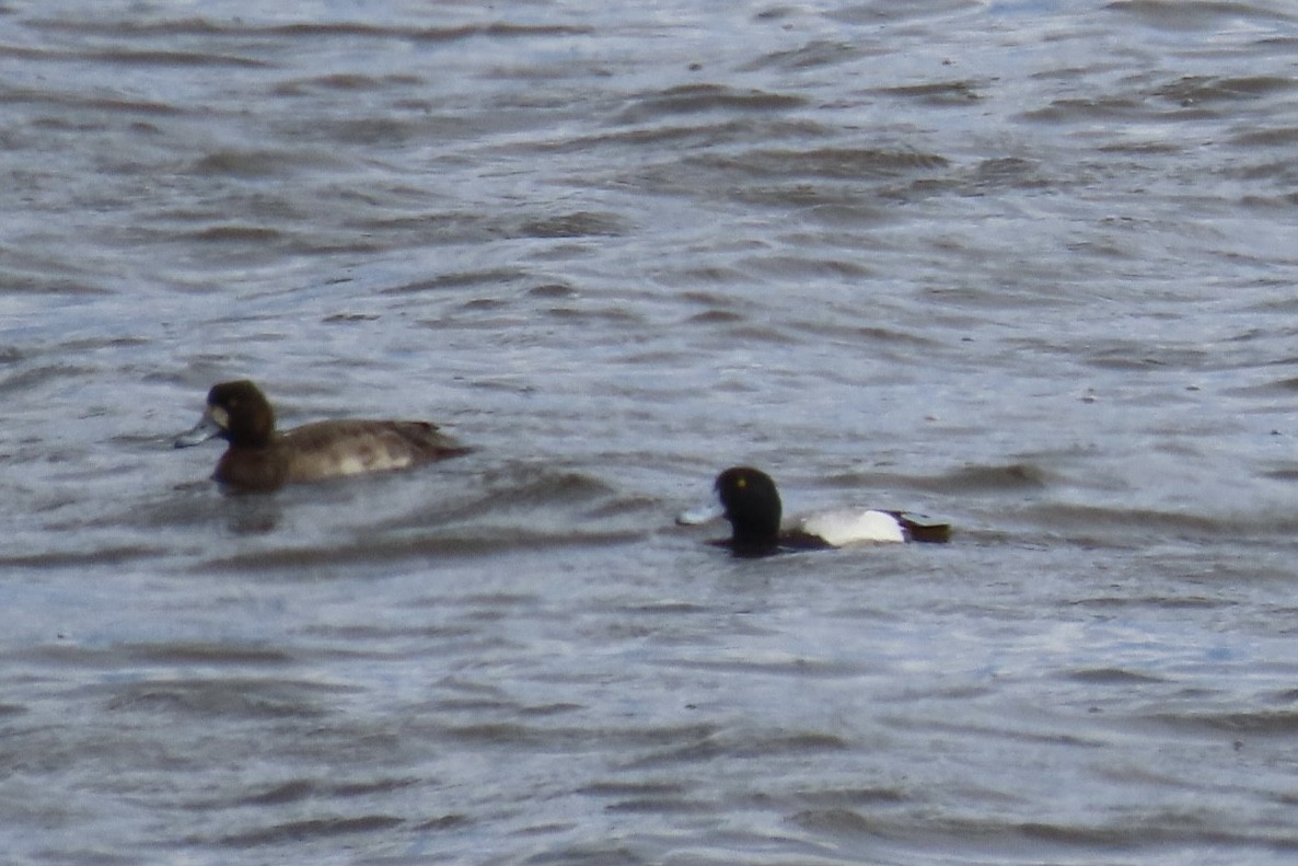 Greater Scaup - ML617395671