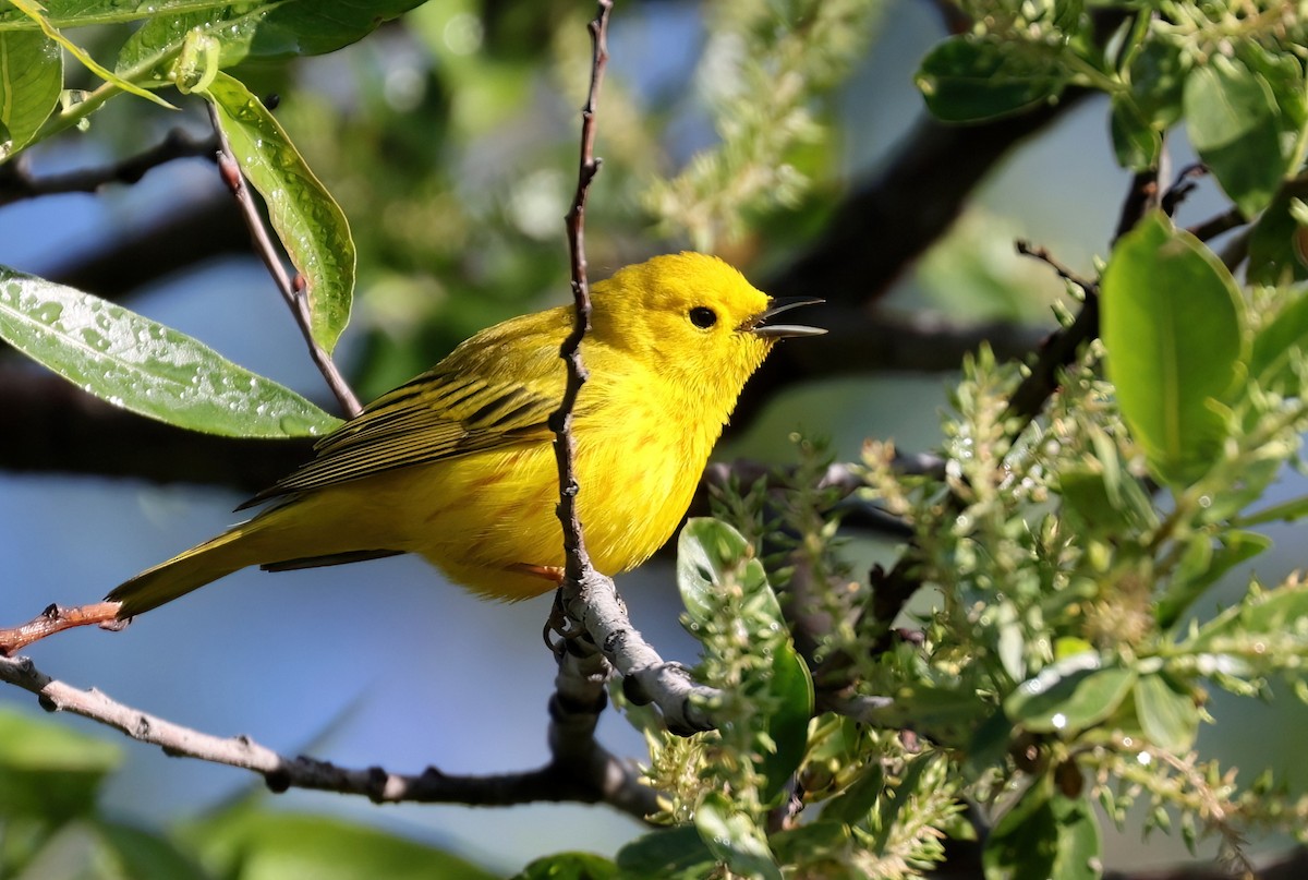 Yellow Warbler - Matthew Grube