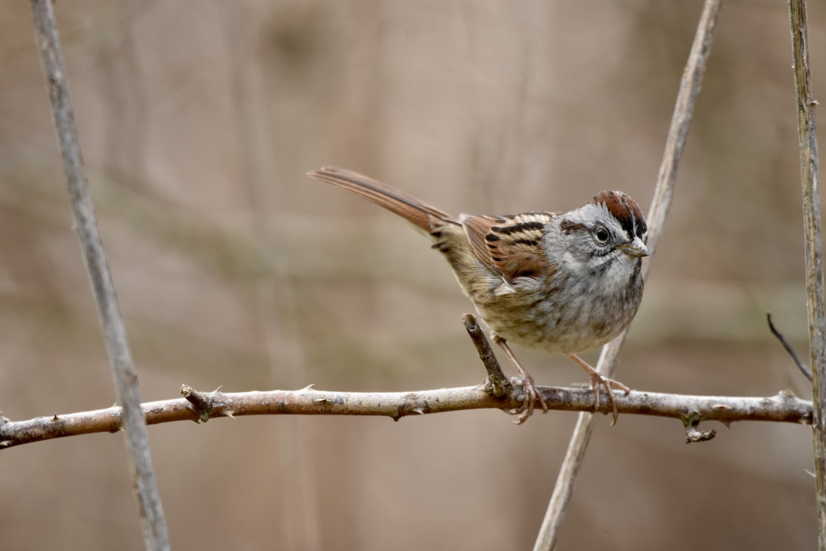 Swamp Sparrow - ML617395740