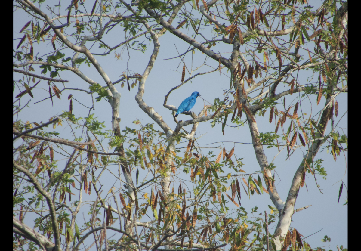 Blue Cotinga - Henry Griffin