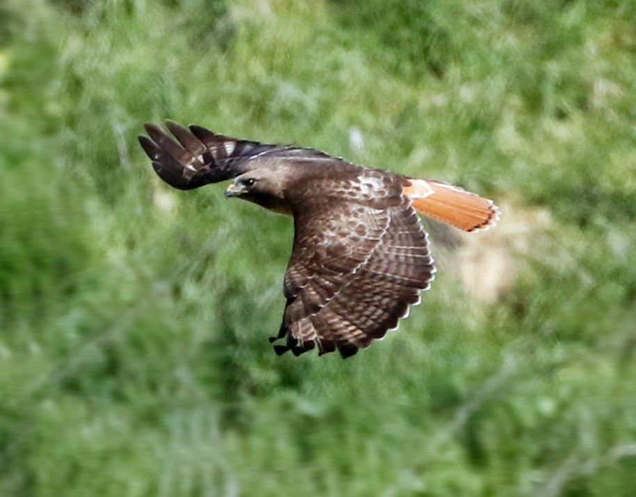 Red-tailed Hawk (calurus/alascensis) - Don Roberson