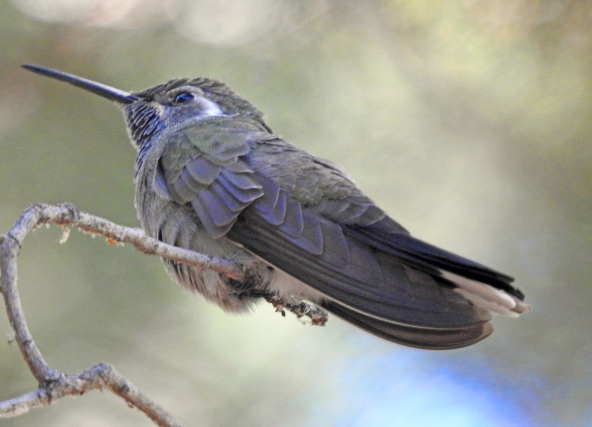 kolibřík blankytohrdlý - ML617395875