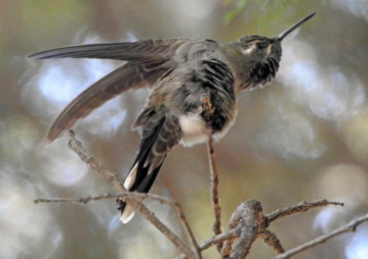 kolibřík blankytohrdlý - ML617395910