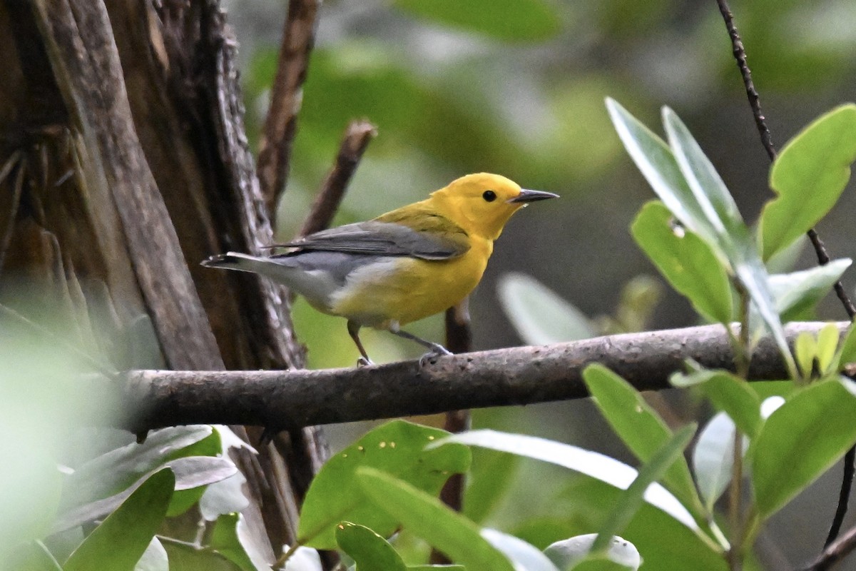 Prothonotary Warbler - Simon Artuch