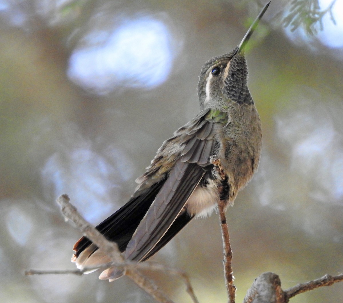 kolibřík blankytohrdlý - ML617395931