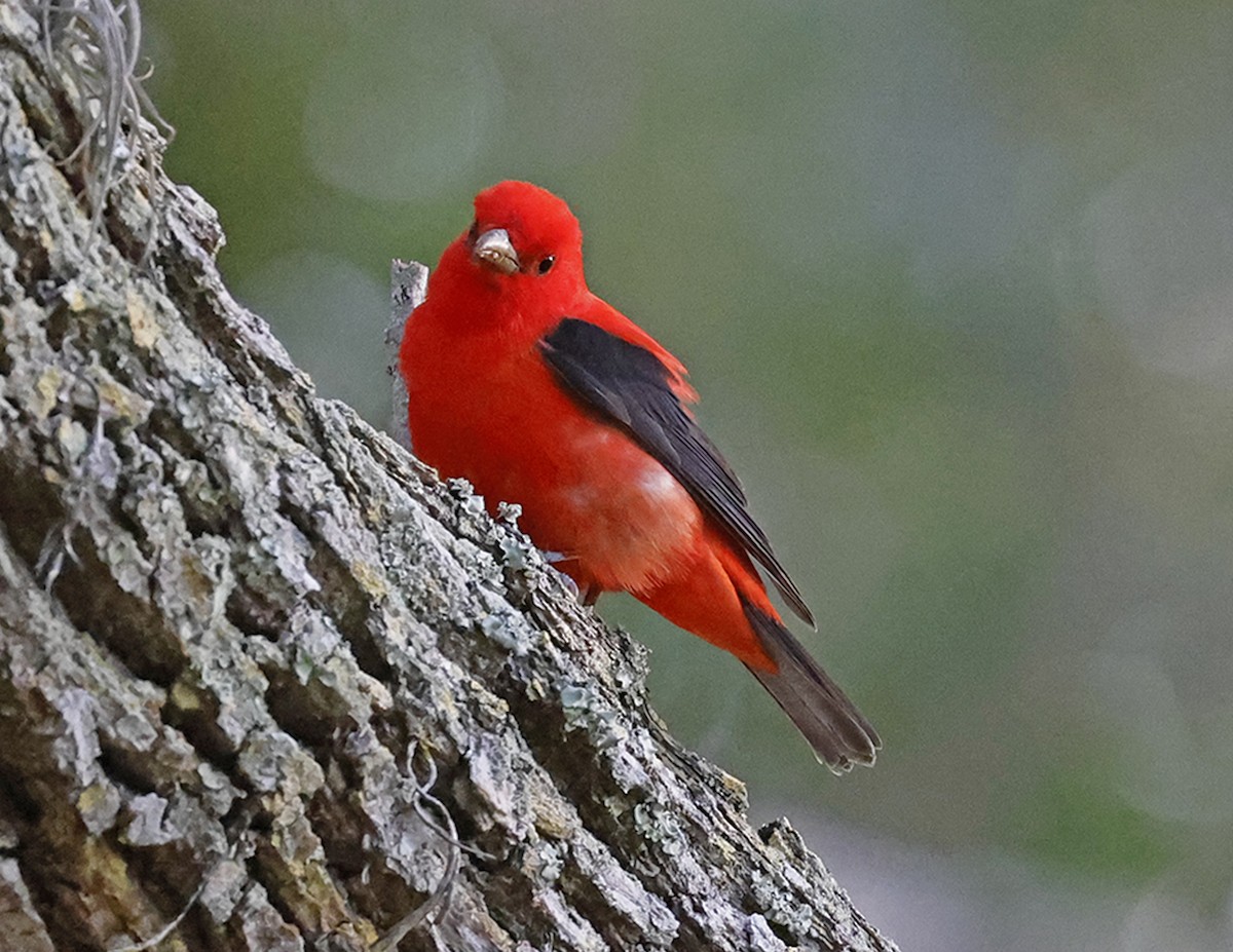 Scarlet Tanager - ML617395940