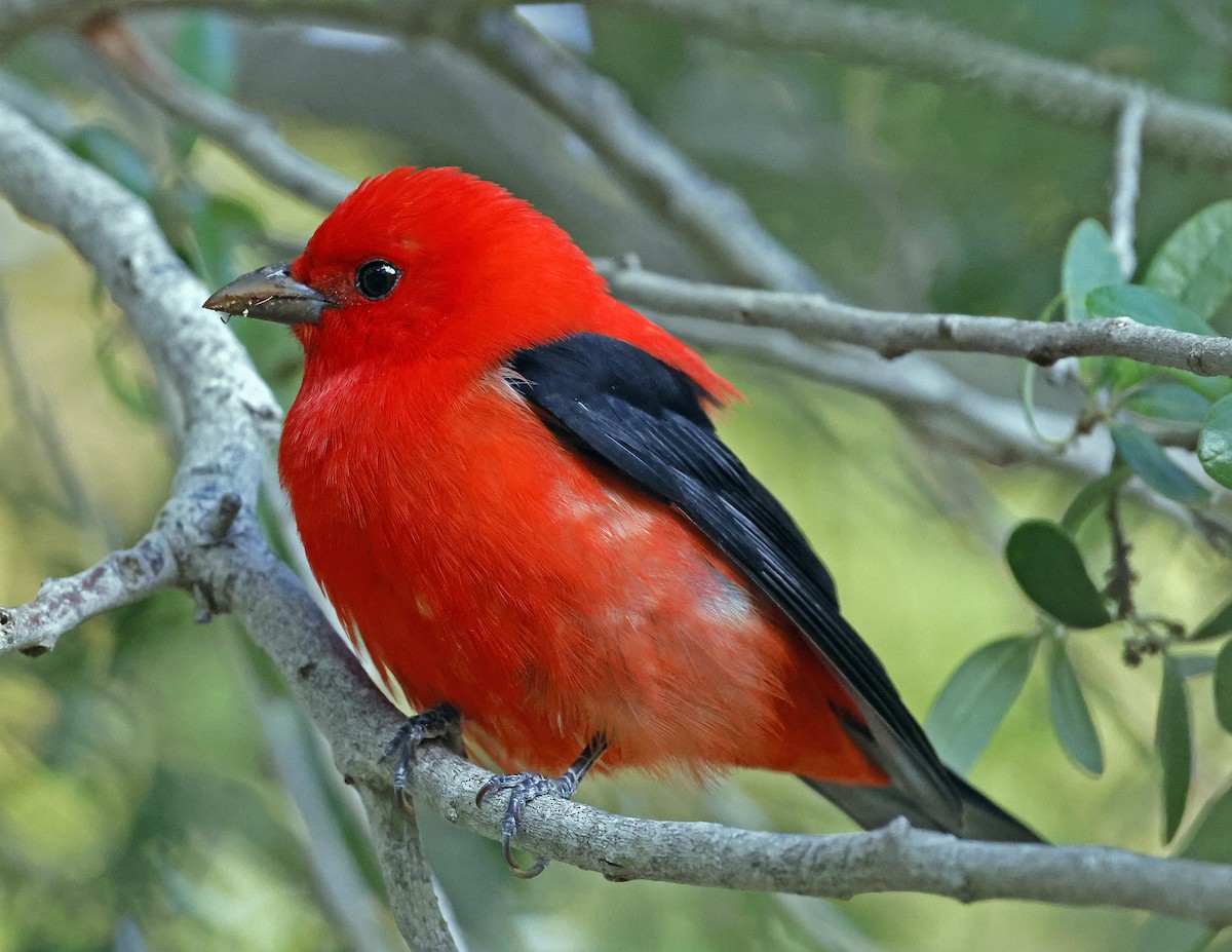 Scarlet Tanager - ML617395943