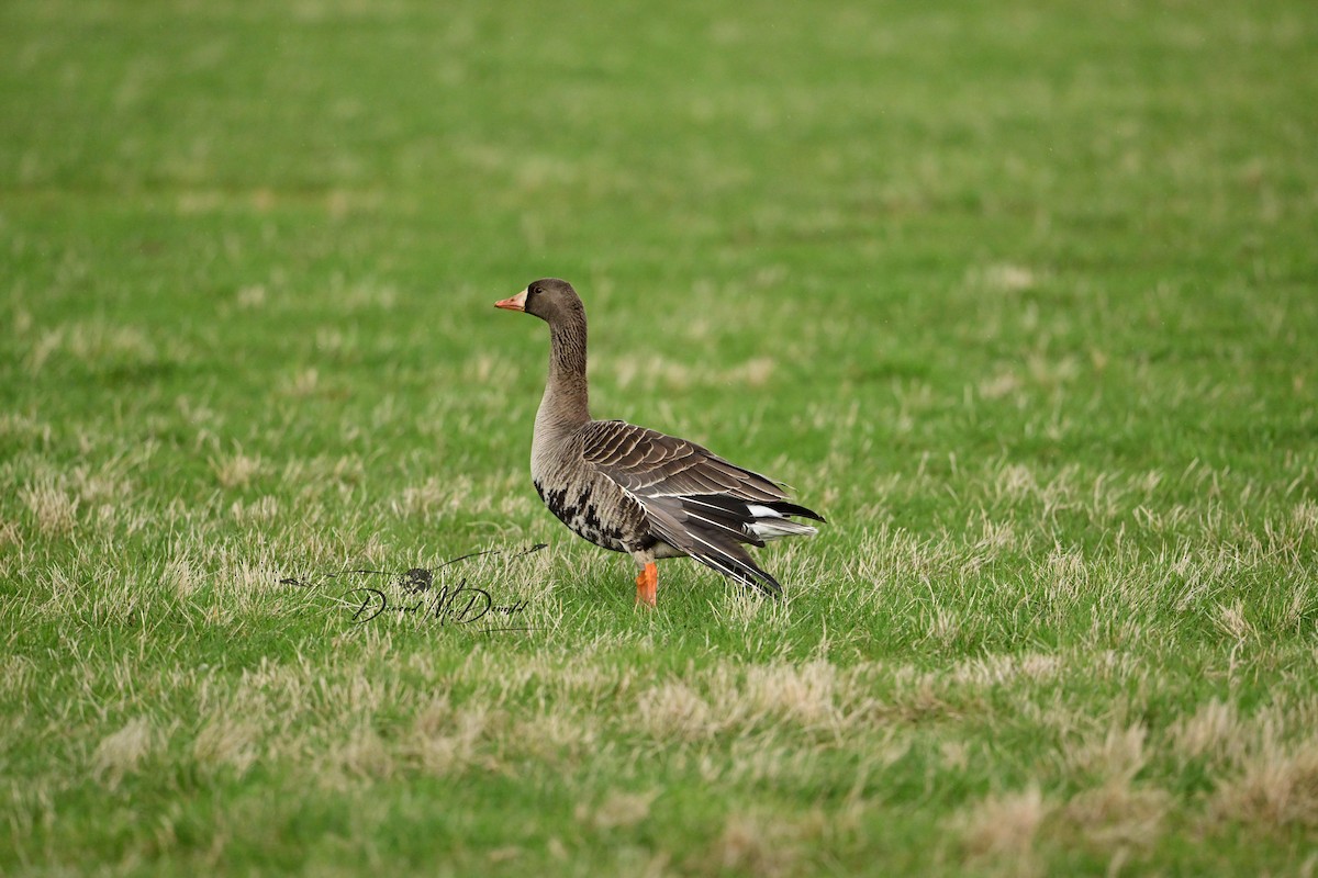 Greater White-fronted Goose - ML617395967