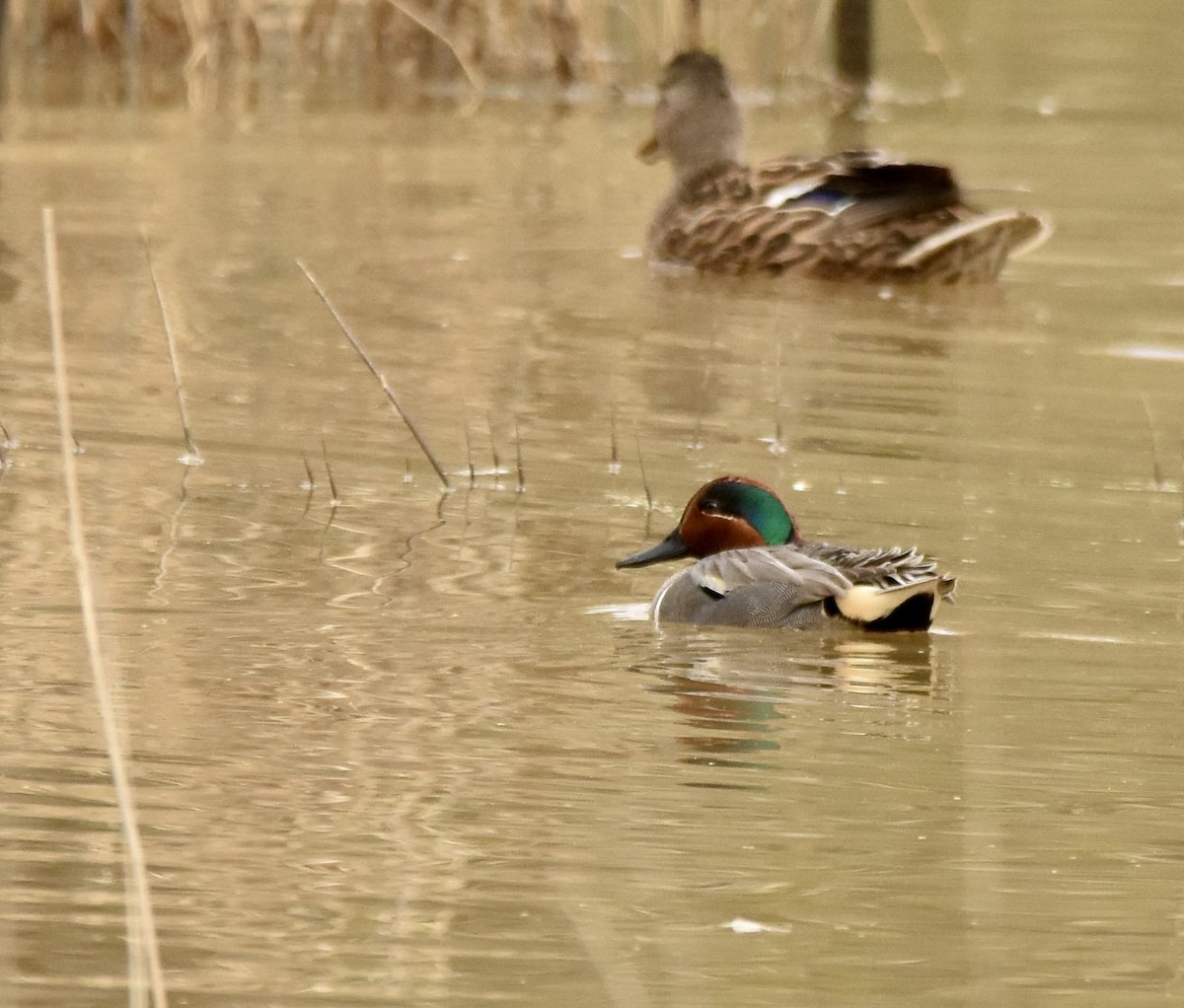 Green-winged Teal - ML617396046
