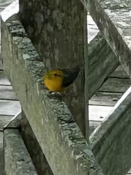 Prothonotary Warbler - ML617396091