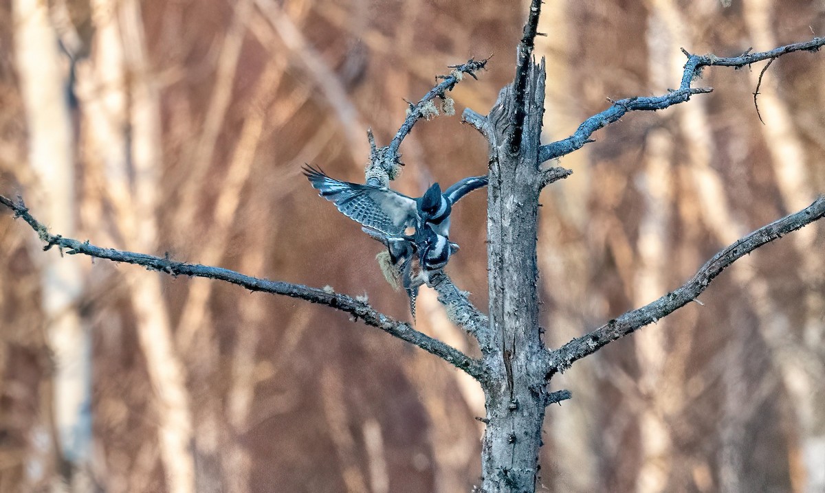 Belted Kingfisher - ML617396256