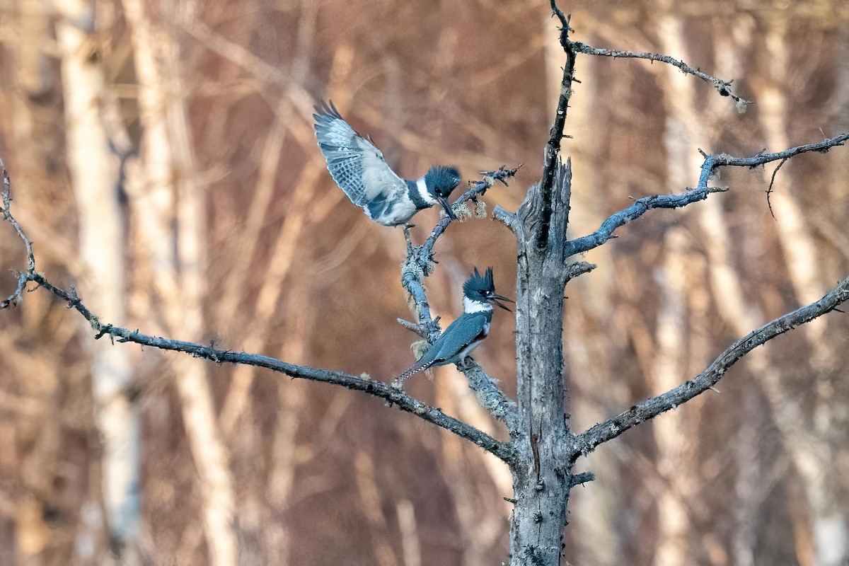 Belted Kingfisher - ML617396257