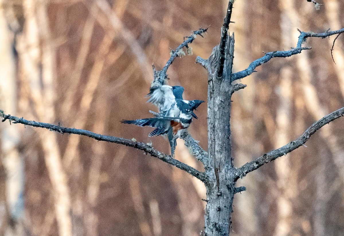 Belted Kingfisher - ML617396258