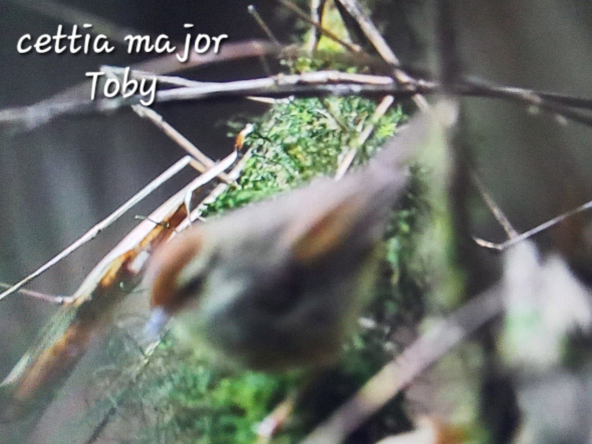Chestnut-crowned Bush Warbler - ML617396281