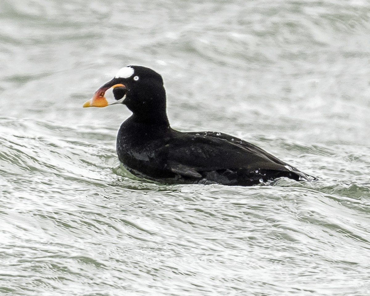 eBird Checklist - 14 Apr 2024 - Marblehead Neck Causeway - 10 species