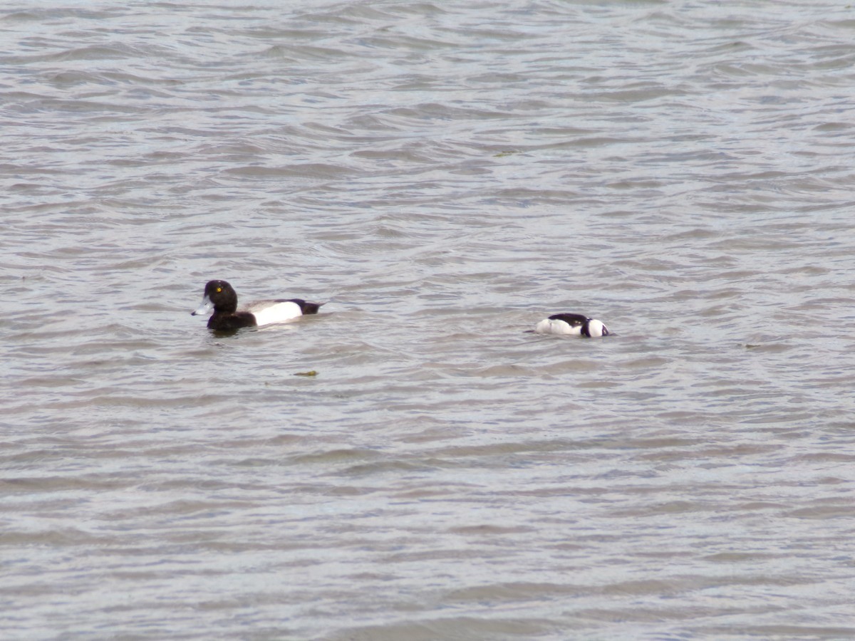 Greater Scaup - ML617396448