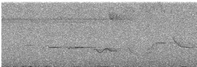 Troglodyte à poitrine tachetée - ML617396455