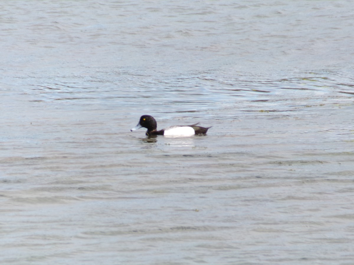 Greater Scaup - ML617396458