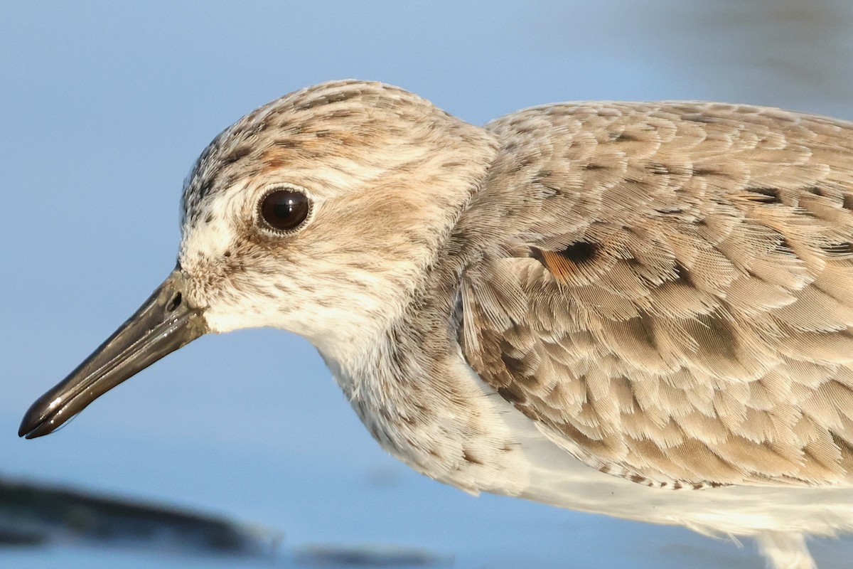 Semipalmated Sandpiper - Leslie Penner