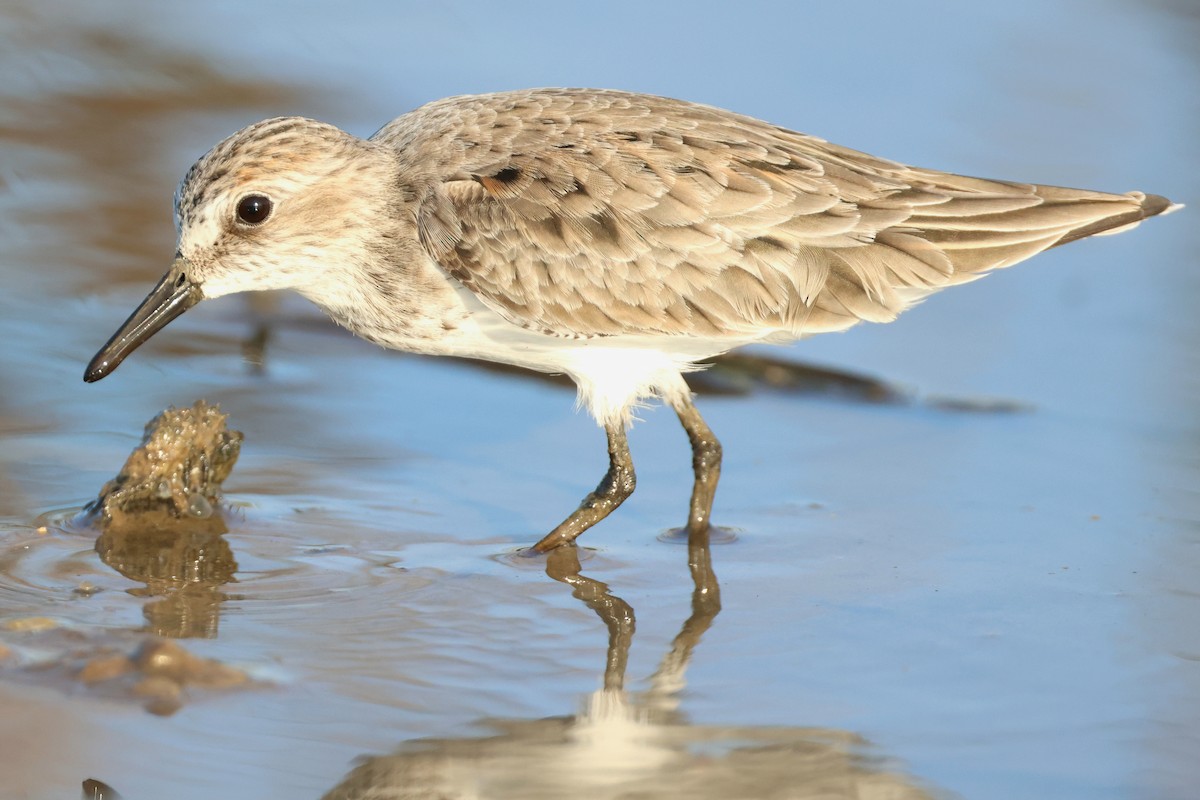 Semipalmated Sandpiper - Leslie Penner