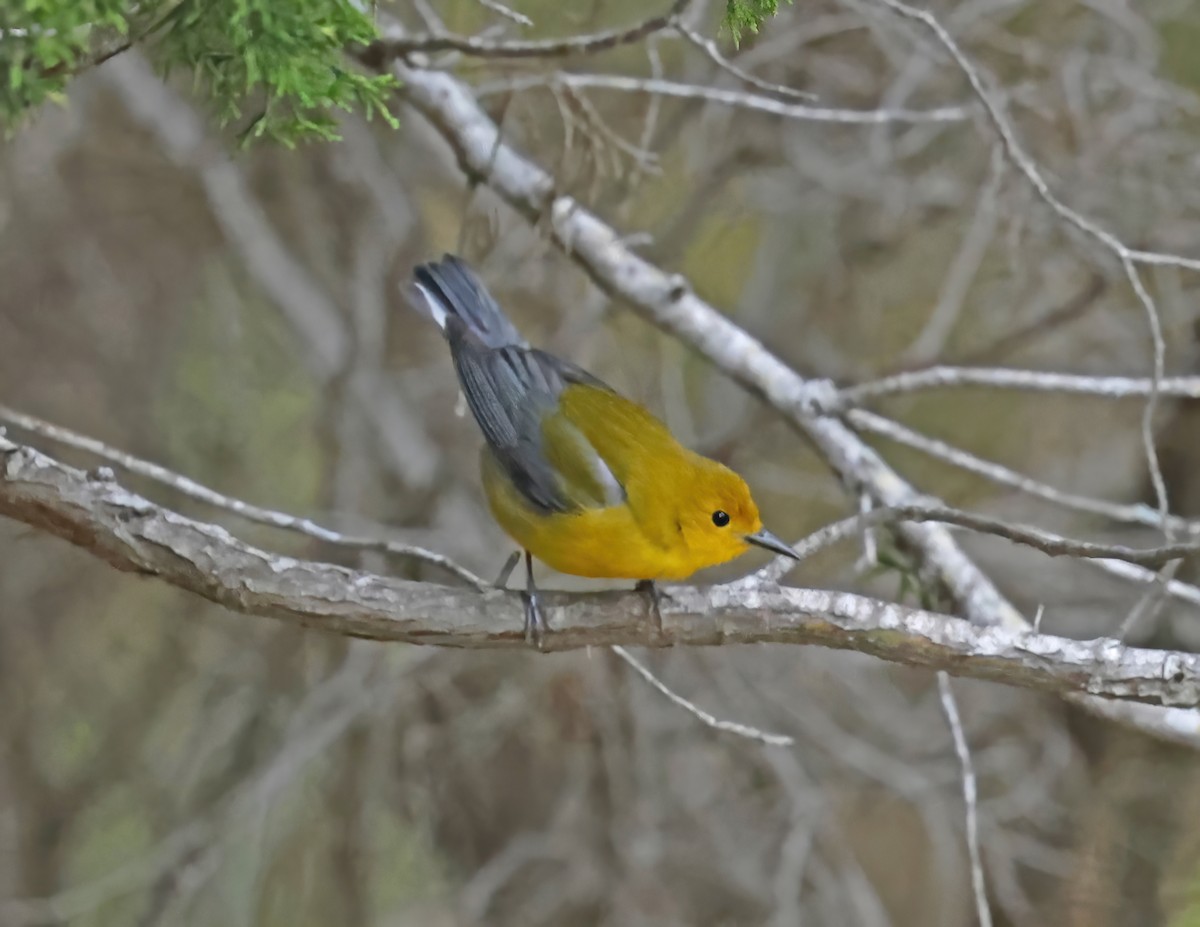 Prothonotary Warbler - David McQuade