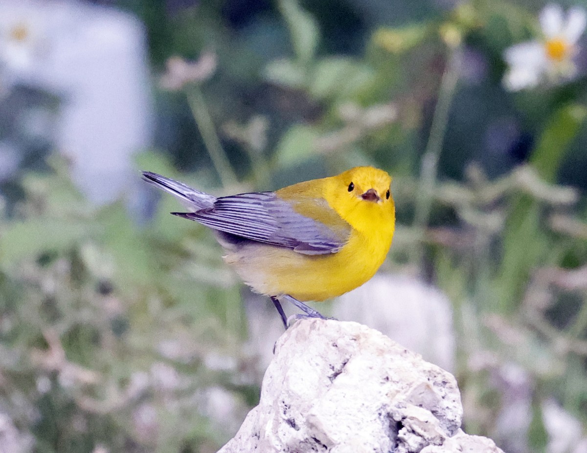 Prothonotary Warbler - David McQuade