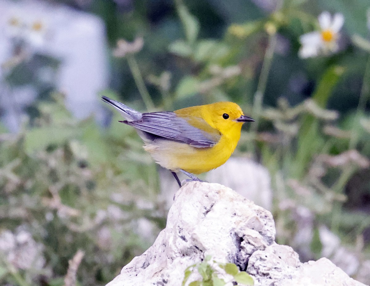 Prothonotary Warbler - ML617396492