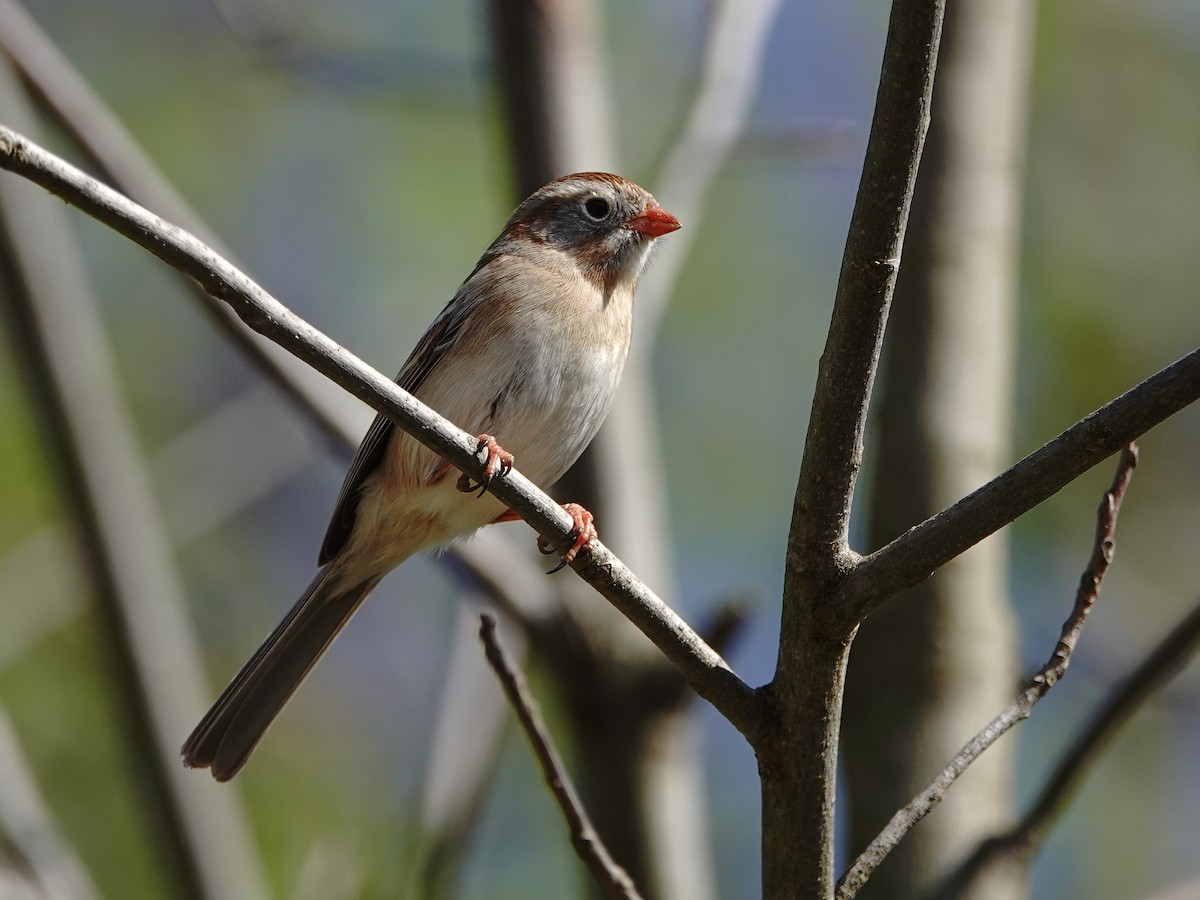 Field Sparrow - ML617396531