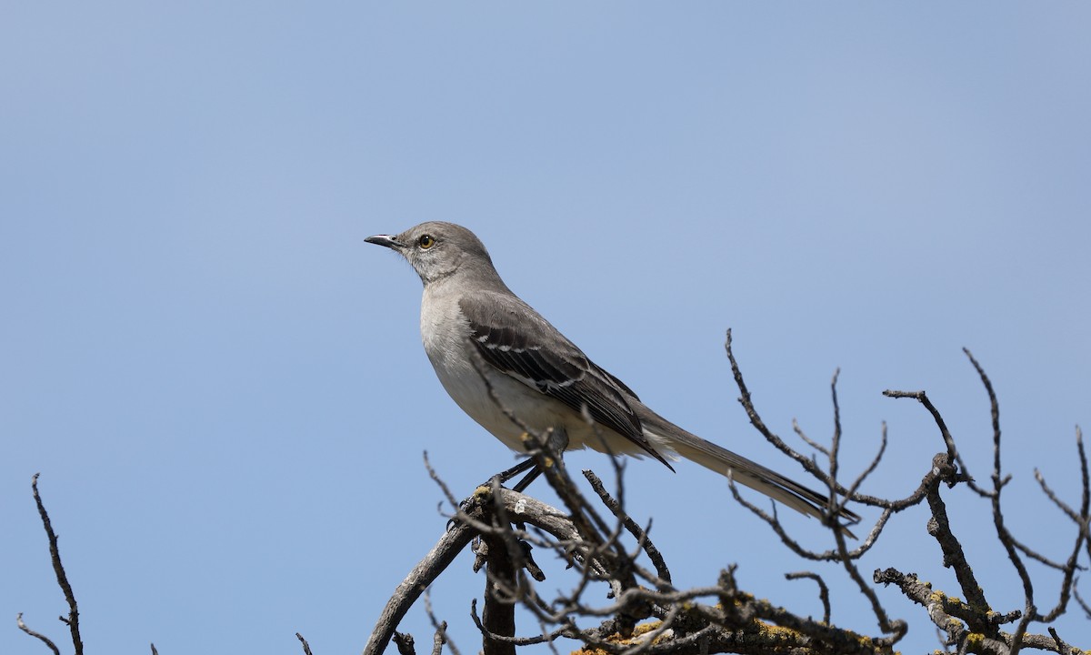 Northern Mockingbird - Hampus Sandberg
