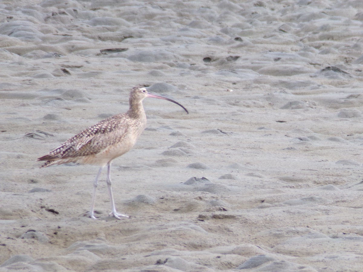 Long-billed Curlew - ML617396610