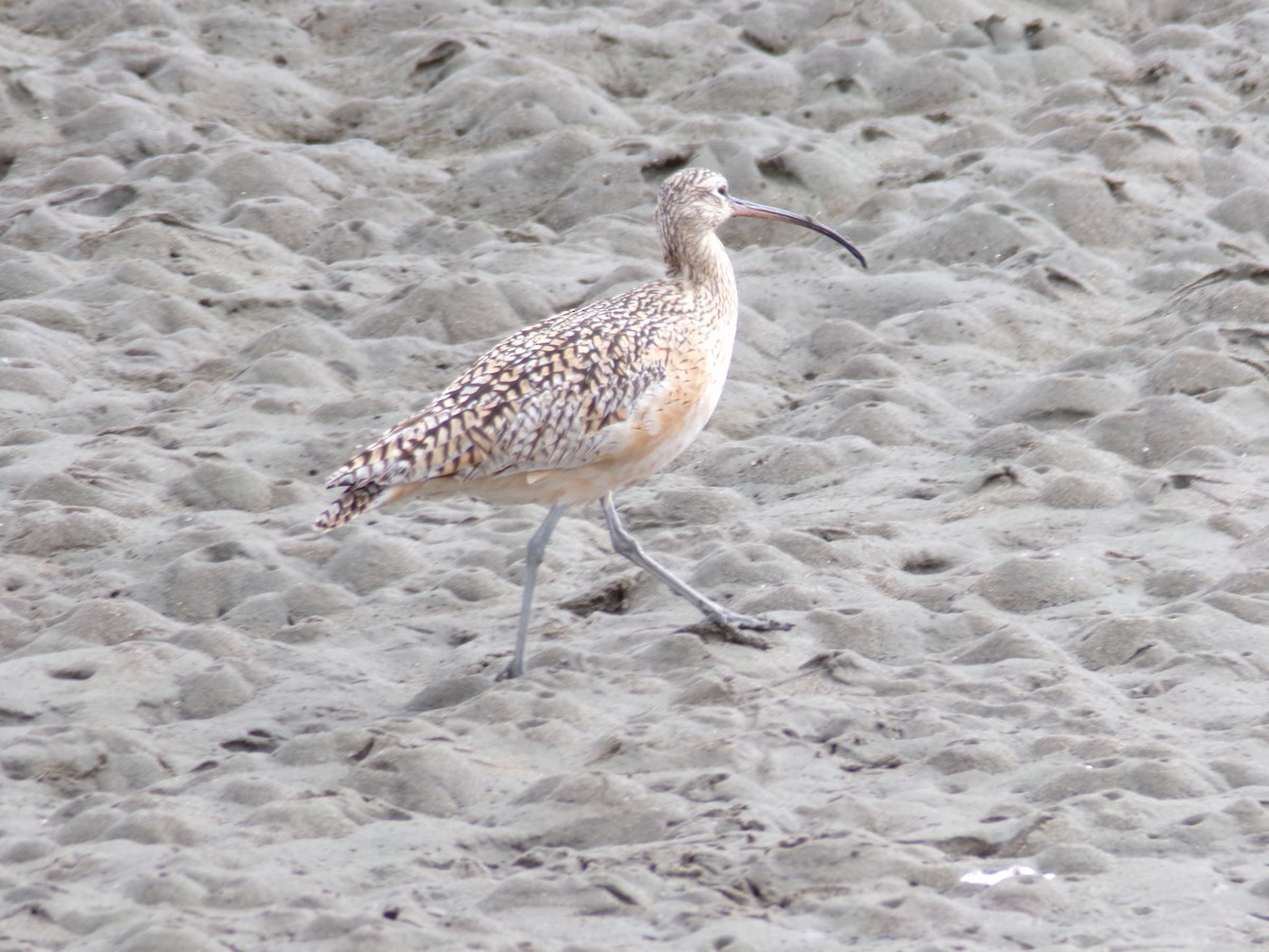 Long-billed Curlew - ML617396611