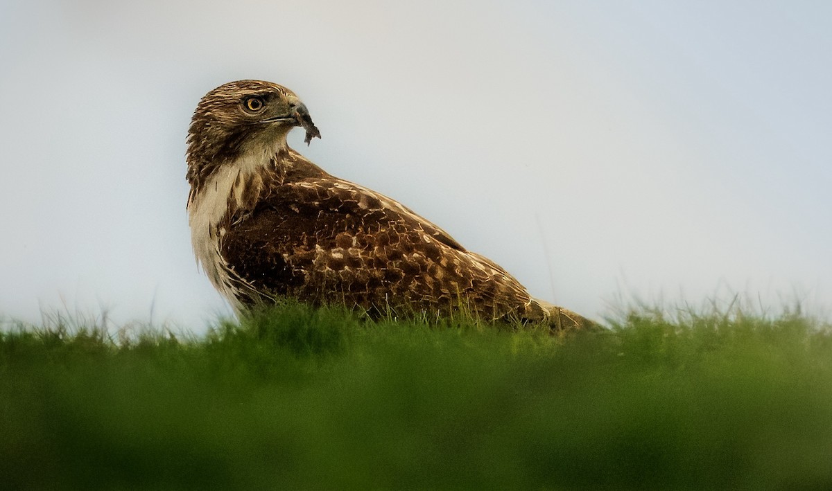 Red-tailed Hawk - ML617396623