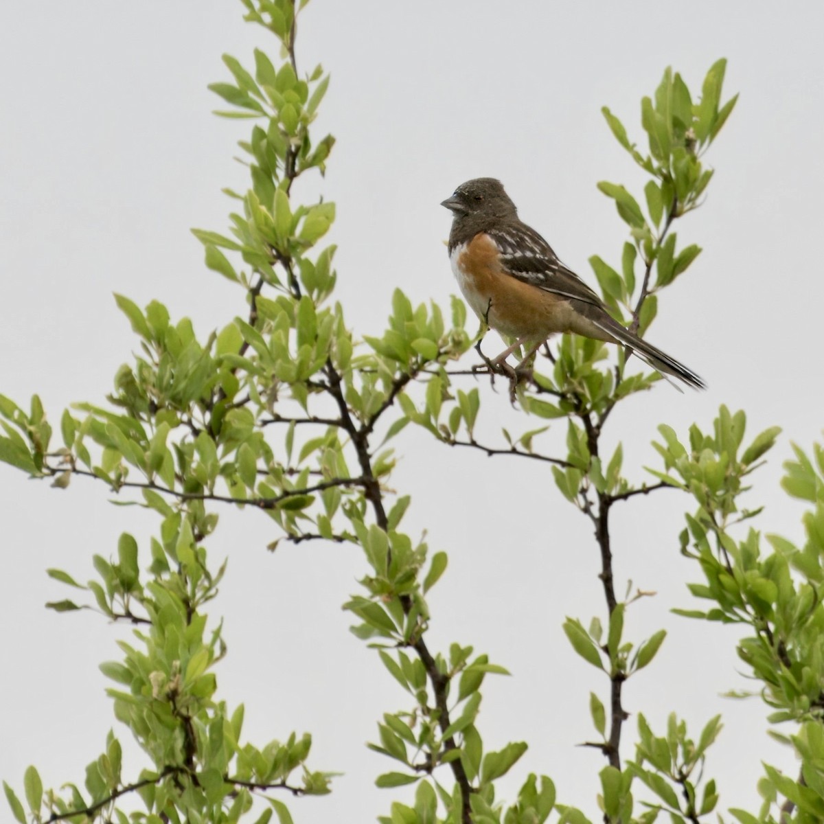 Spotted Towhee - ML617396663