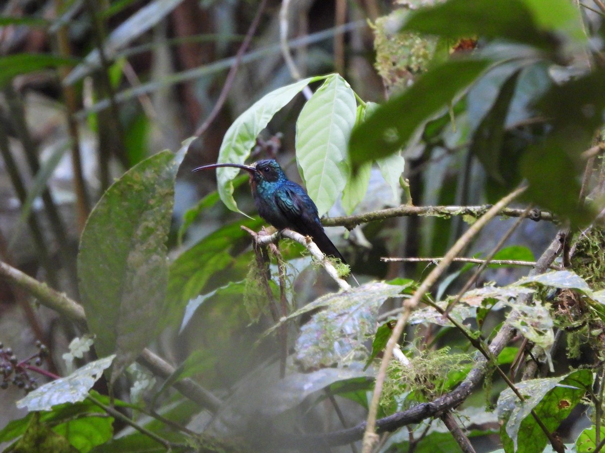 Зелёный колибри-отшельник - ML617396673