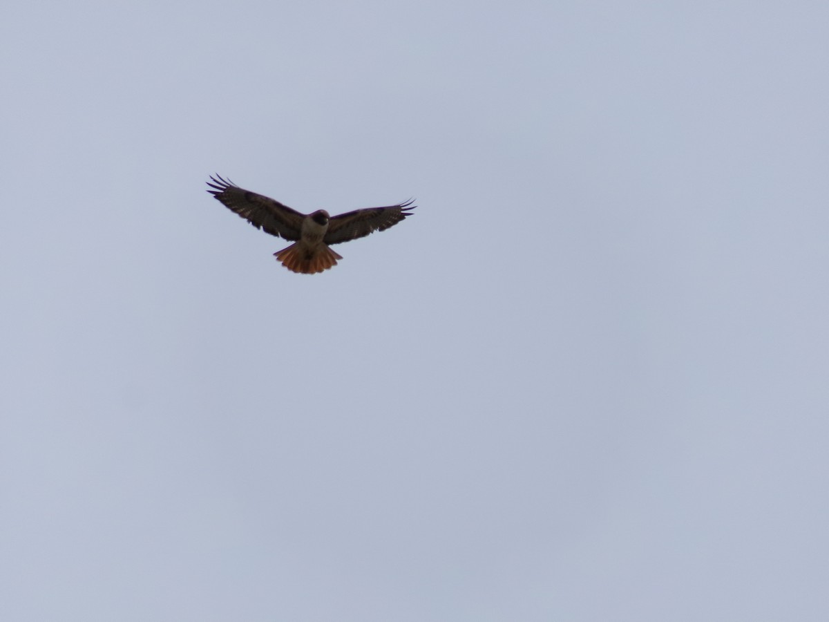 Red-tailed Hawk - ML617396750
