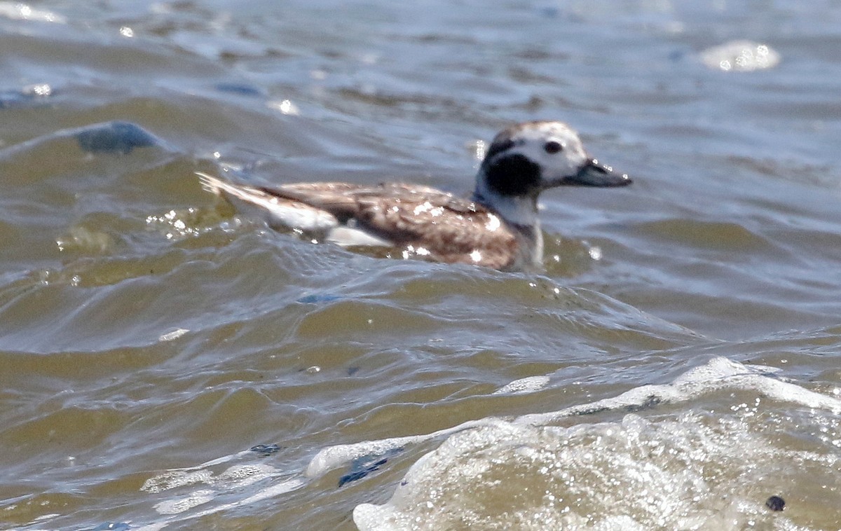 Long-tailed Duck - Don Roberson