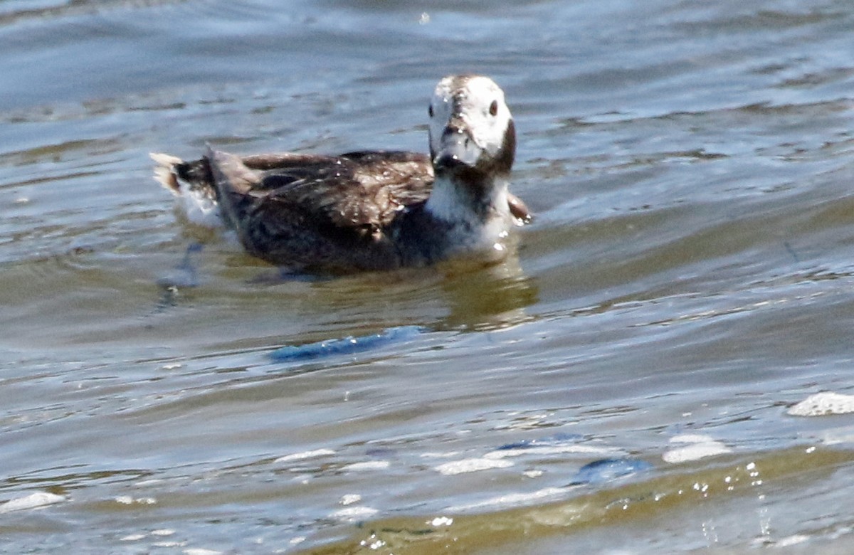 Long-tailed Duck - ML617396786