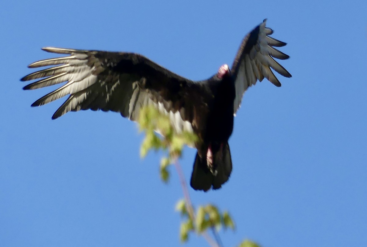 Turkey Vulture - ML617396790